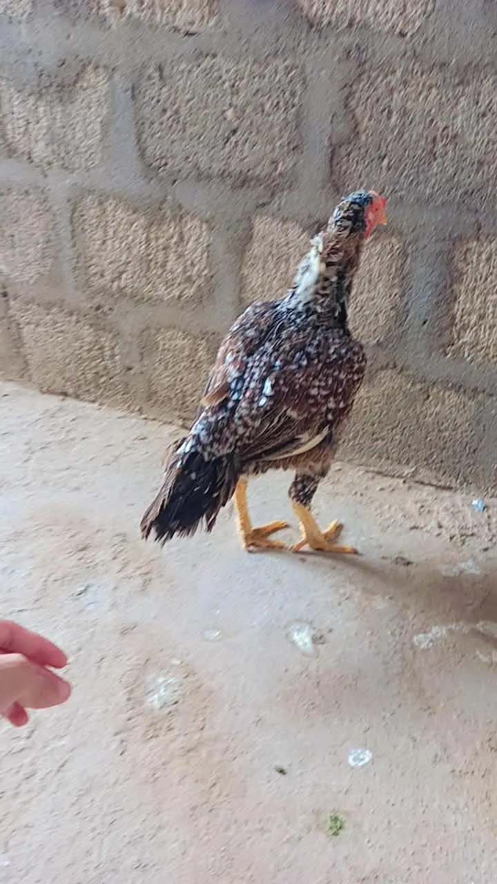 Pure mianwali aseel female Murgi double haddi — photo 3