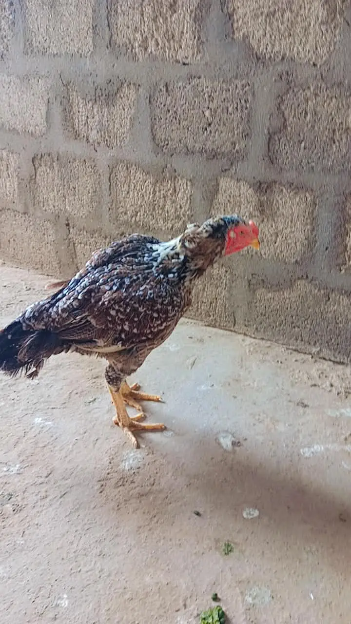 Pure mianwali aseel female Murgi double haddi — photo 4