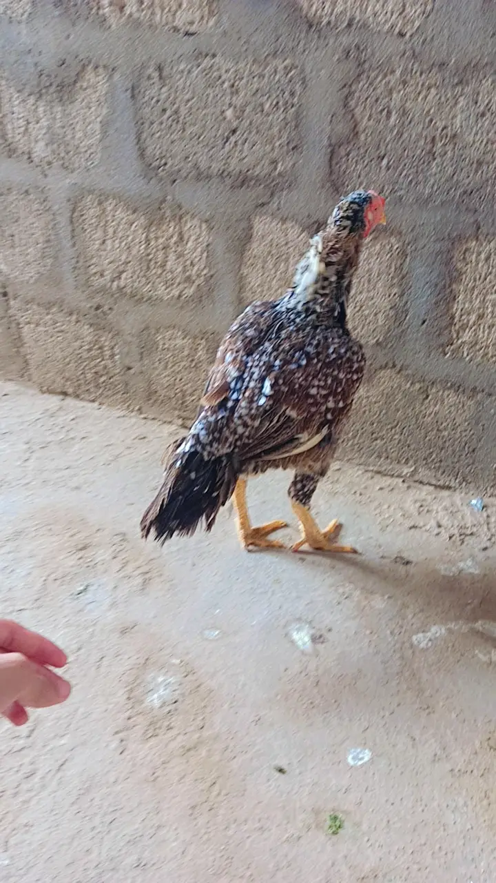 Pure mianwali aseel female Murgi double haddi — photo 5