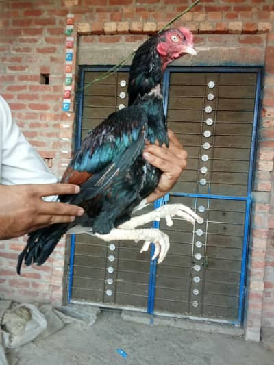 Aseel murga for sale