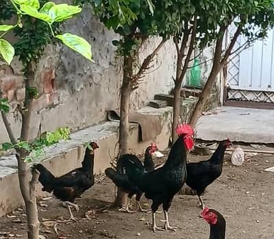 austrlop murgia or murga for sale