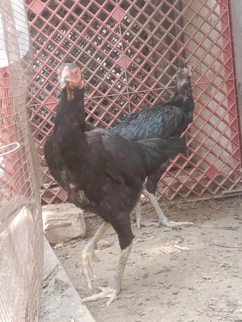 burmi