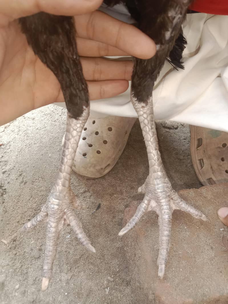 burmi 8