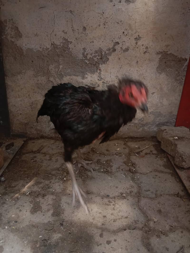 burmi 9