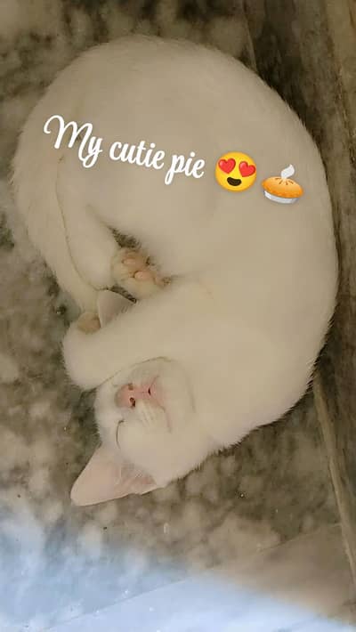 like by family member Persian kitten washroom expert for sale