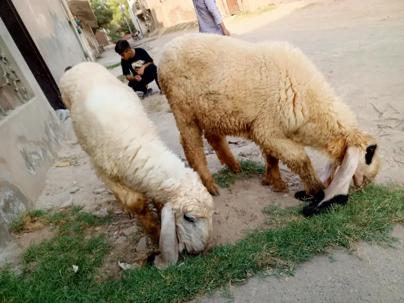ٹاپ کوالٹی کجلا چھترا جوڑی — نر اور مادہ — photo 2