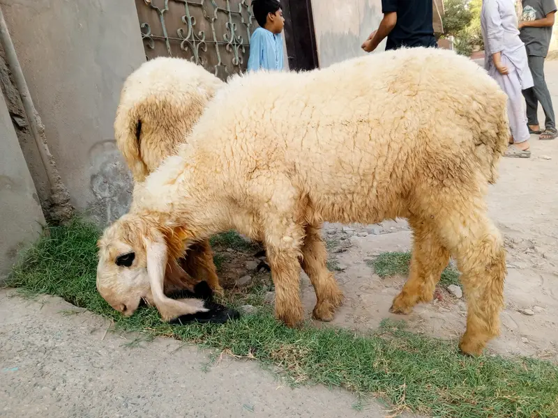ٹاپ کوالٹی کجلا چھترا جوڑی — نر اور مادہ — photo 3