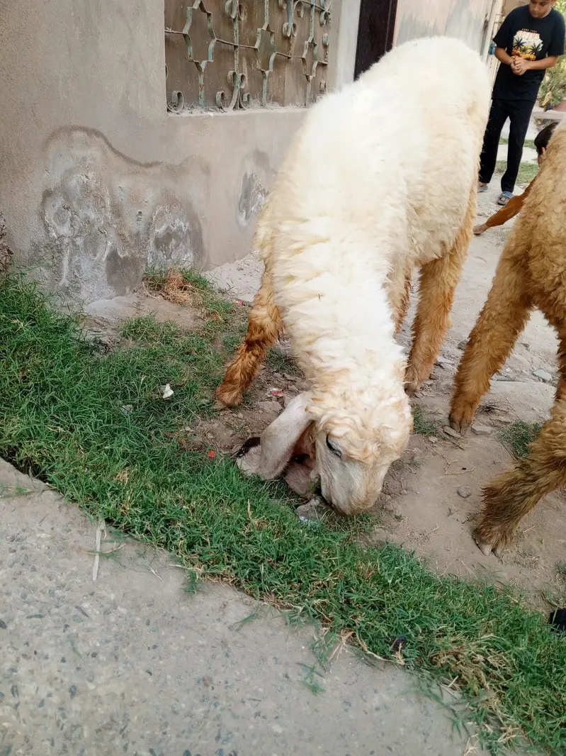 ٹاپ کوالٹی کجلا چھترا جوڑی — نر اور مادہ — photo 4