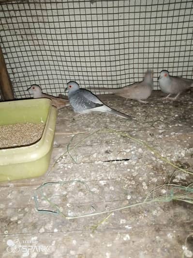 china dove are available 800 per piece