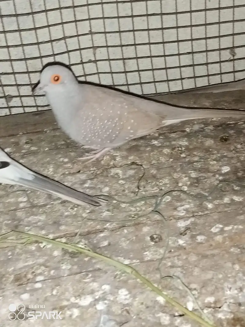 china dove are available 800 per piece — photo 2