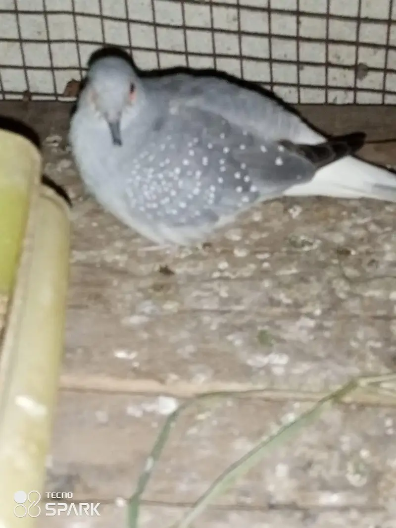 china dove are available 800 per piece — photo 3