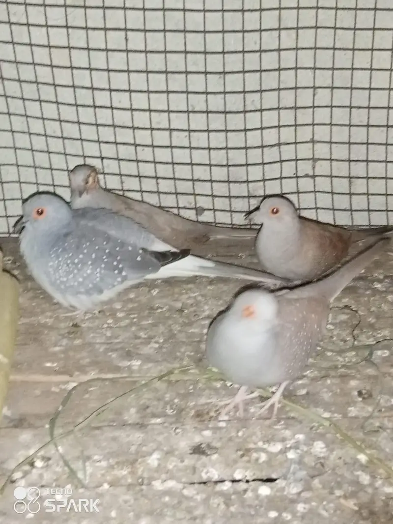 china dove are available 800 per piece — photo 4