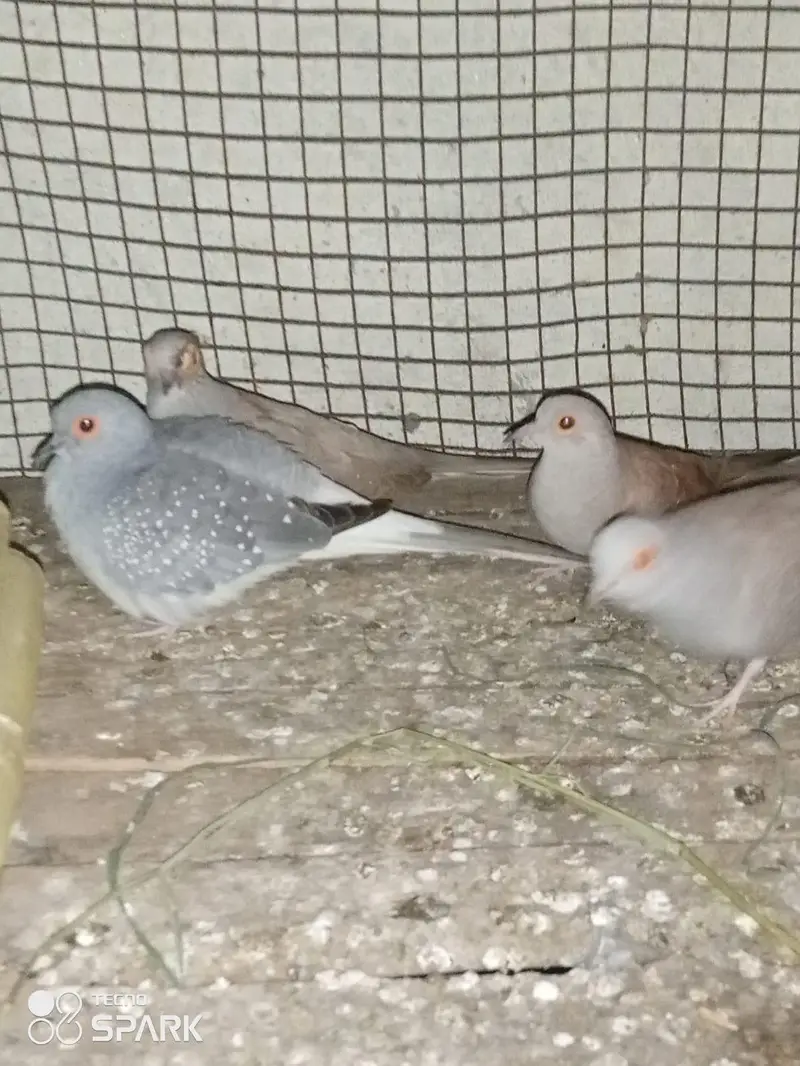 china dove are available 800 per piece — photo 5
