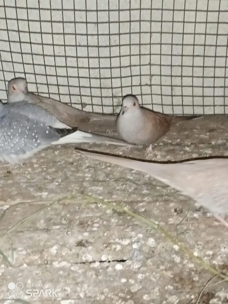 china dove are available 800 per piece — photo 6