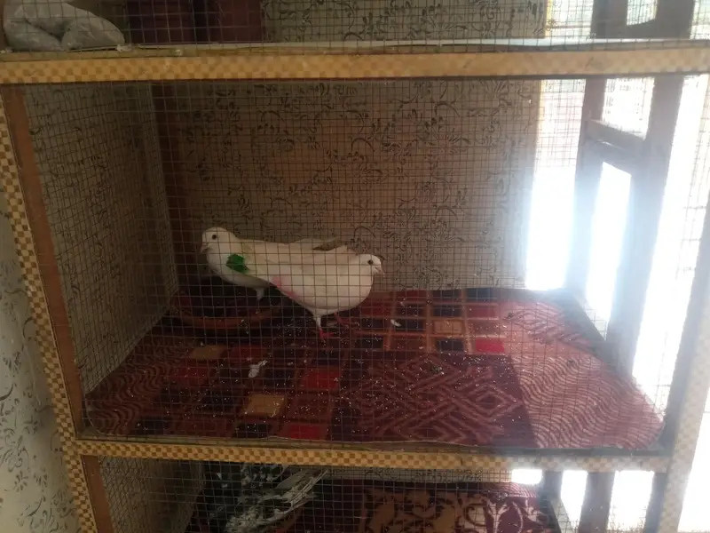 cage for sale Tali wood — photo 3