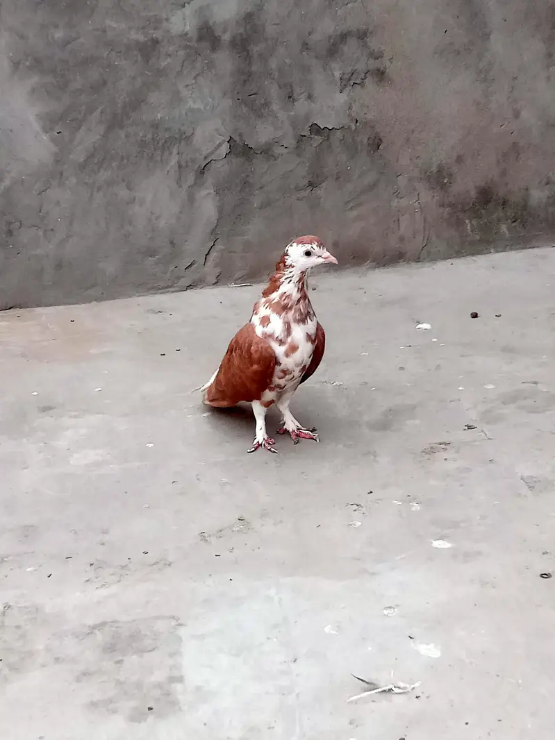 sherazi pair breeder h