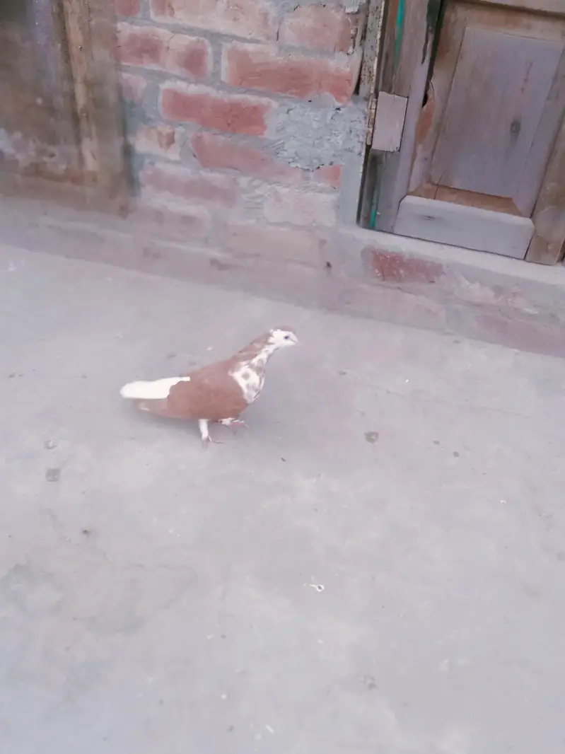 sherazi pair breeder h — photo 2
