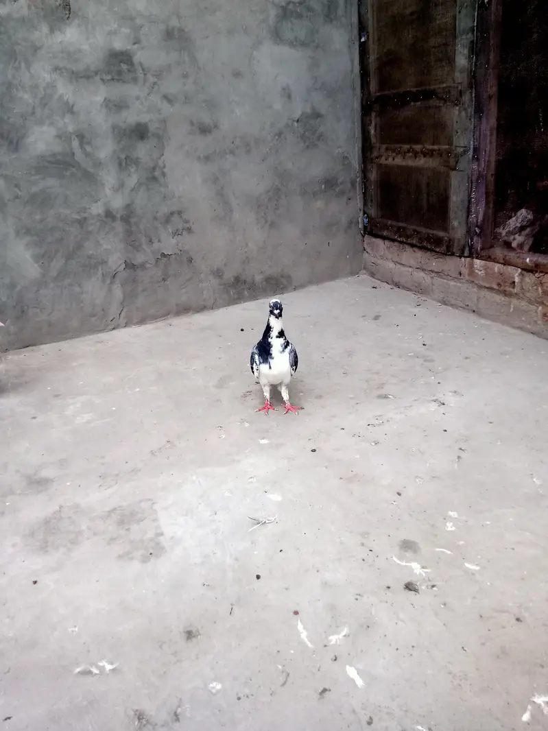 sherazi pair breeder h — photo 3