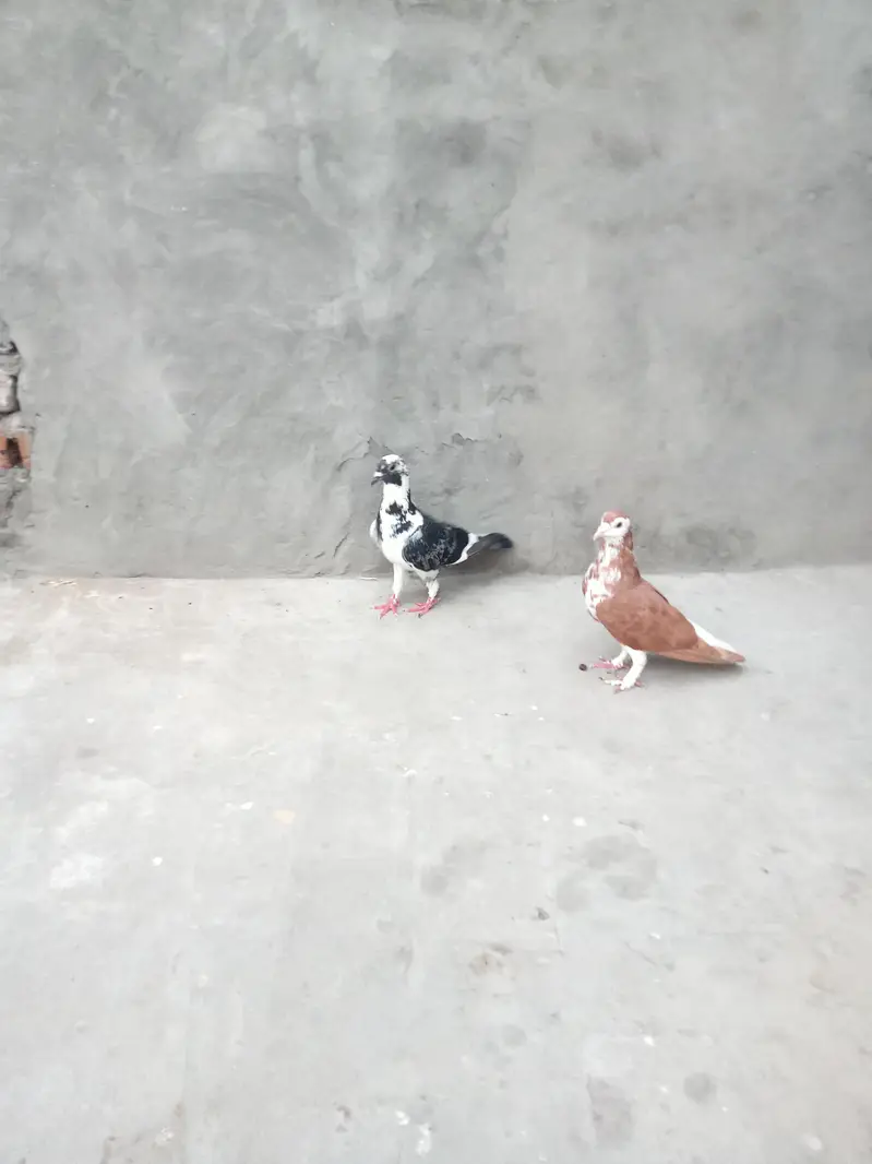 sherazi pair breeder h — photo 4