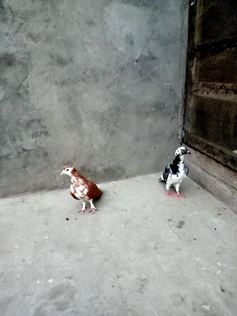 sherazi pair breeder h — photo 5