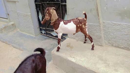 Tapra bakra