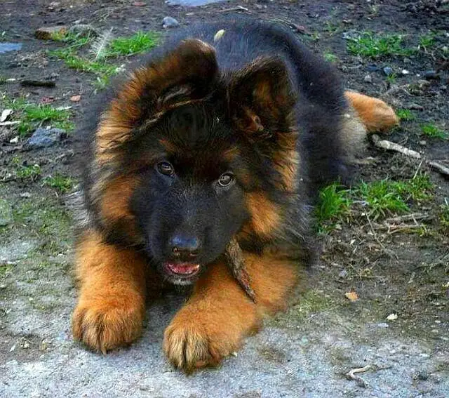 Gurman Shaft Dog My WhatsApp 03436966924 //@+$&_@$#&-# — photo 2