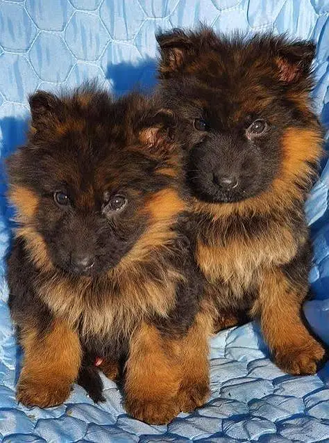 Gurman Shaft Dog My WhatsApp 03436966924 //@+$&_@$#&-# — photo 3