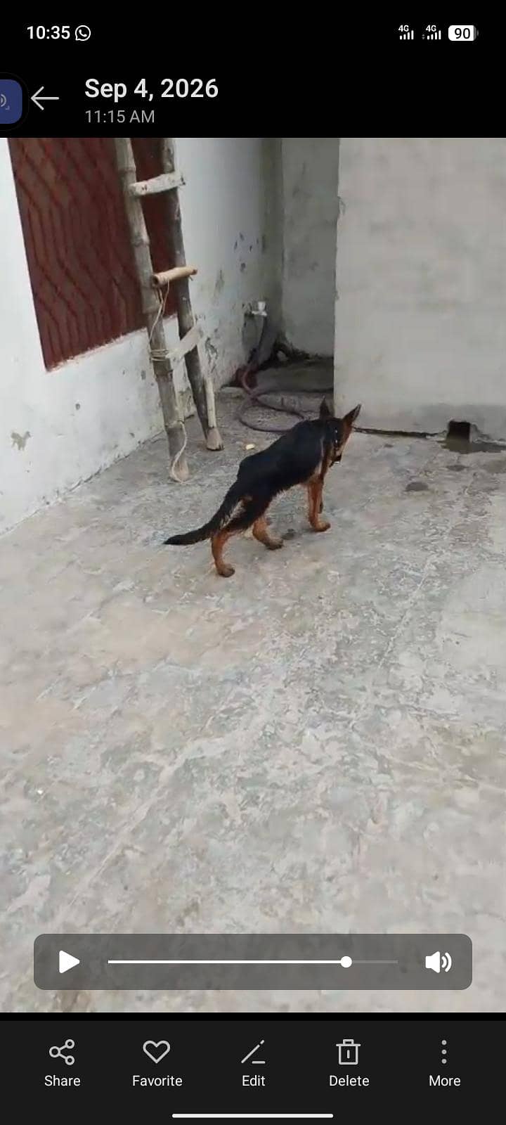 German Shepherd double cot documents available 0
