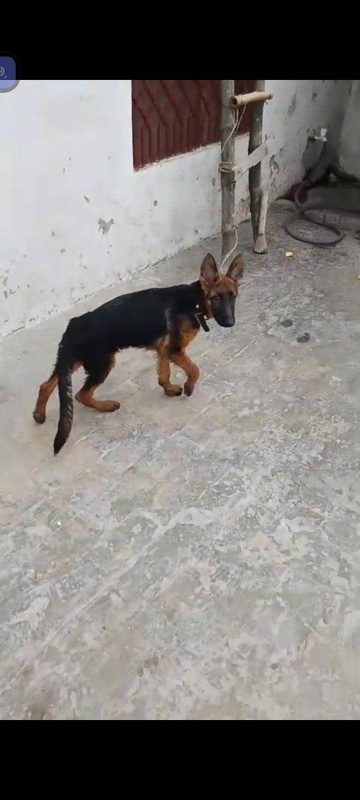 German Shepherd double cot documents available 1