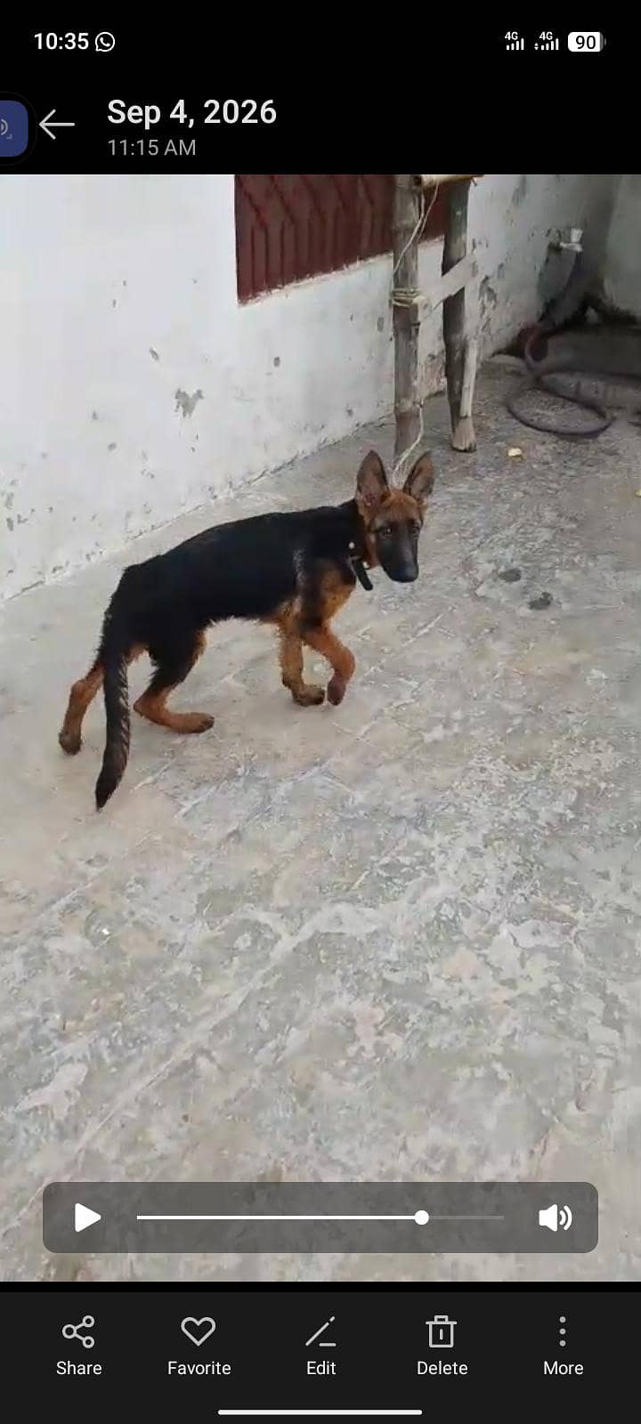 German Shepherd double cot documents available 2