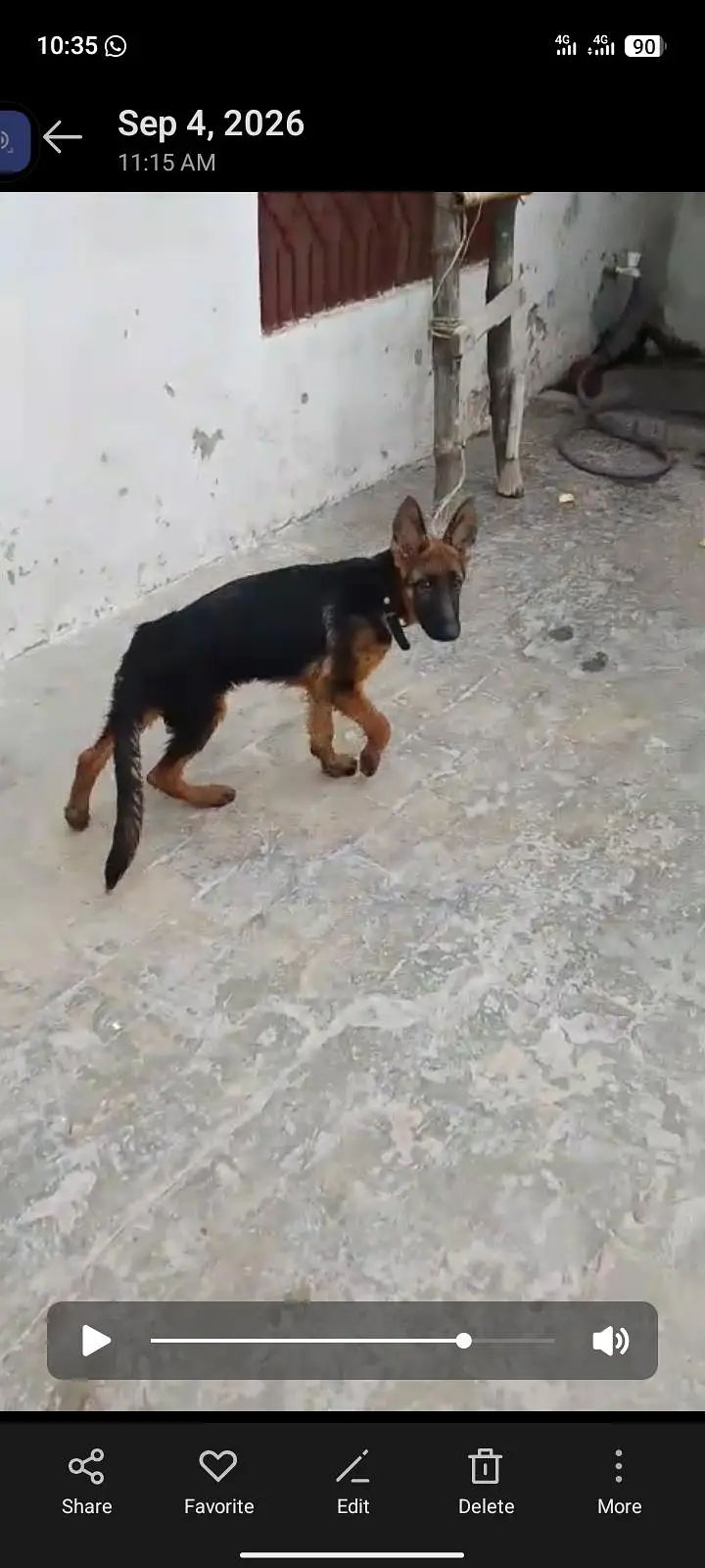 German Shepherd double cot documents available — photo 3