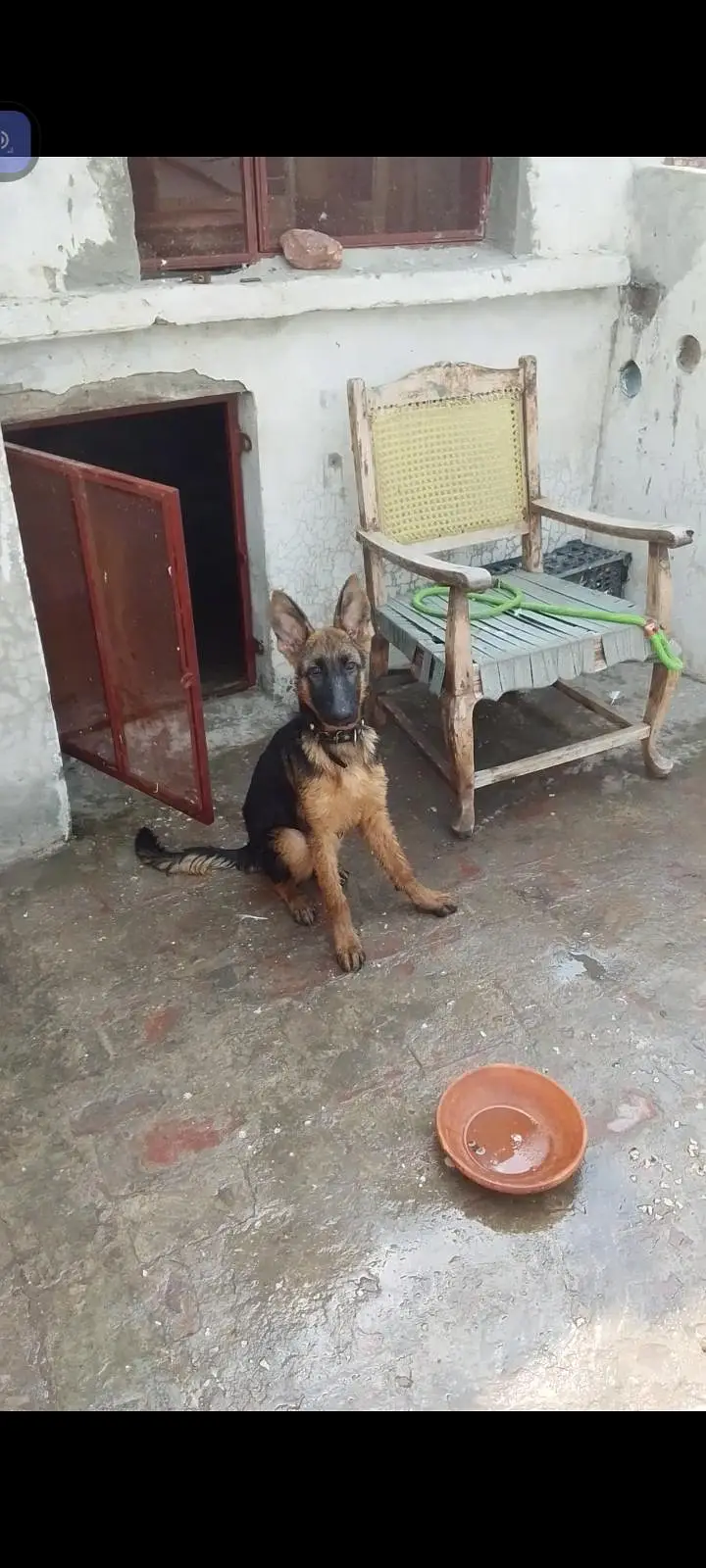 German Shepherd double cot documents available — photo 5
