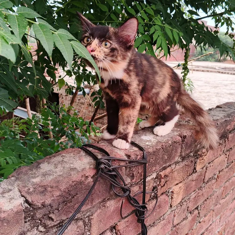 3 healthy persian kittens for sale — photo 2