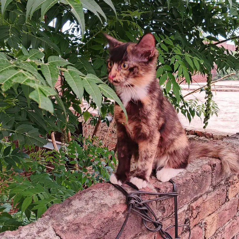 3 healthy persian kittens for sale — photo 3