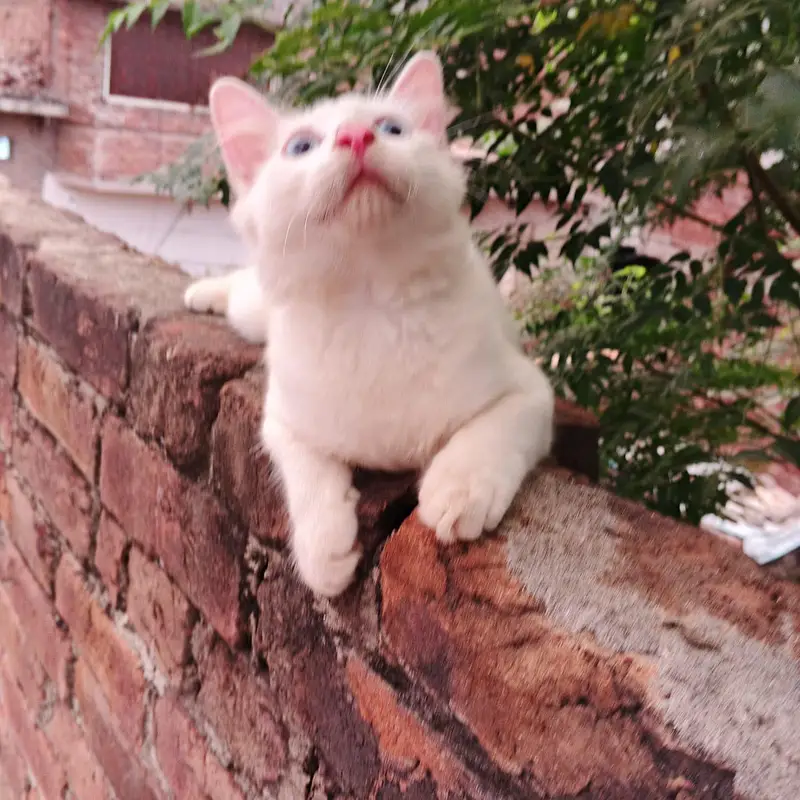 3 healthy persian kittens for sale — photo 4