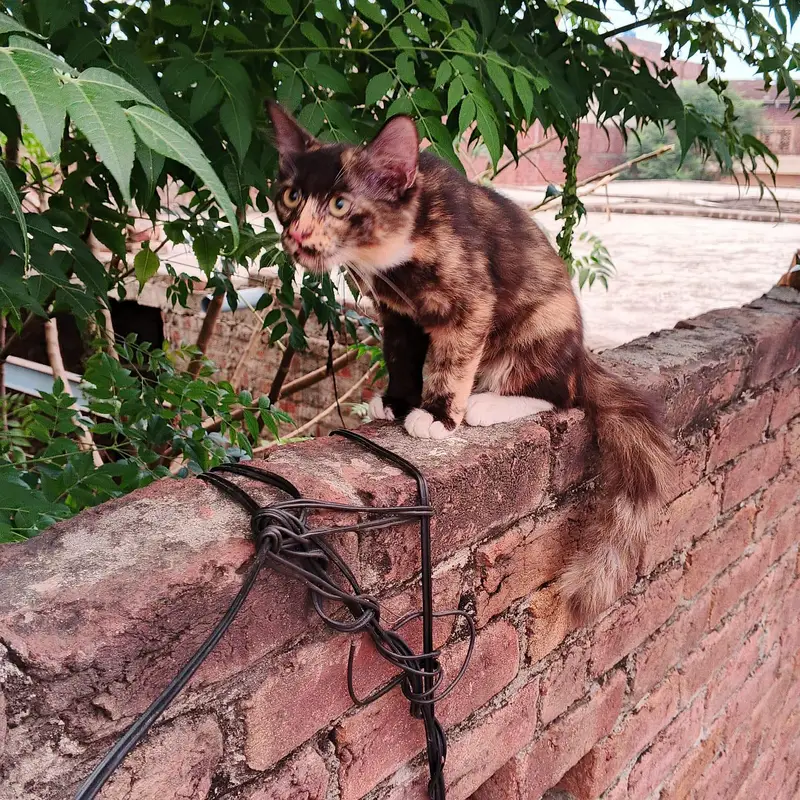3 healthy persian kittens for sale — photo 5