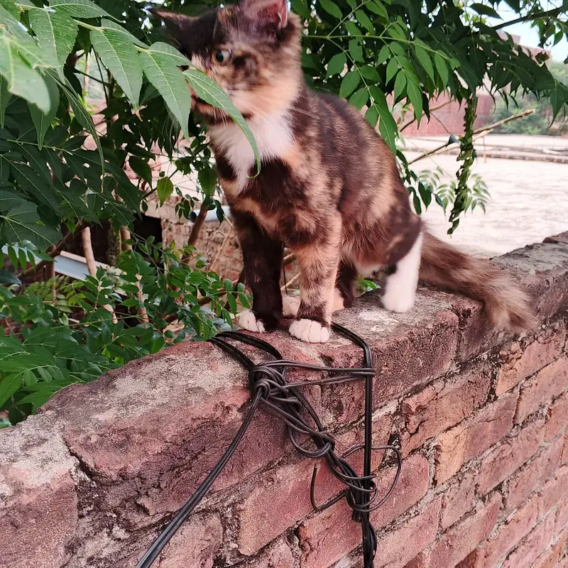 3 healthy persian kittens for sale — photo 6
