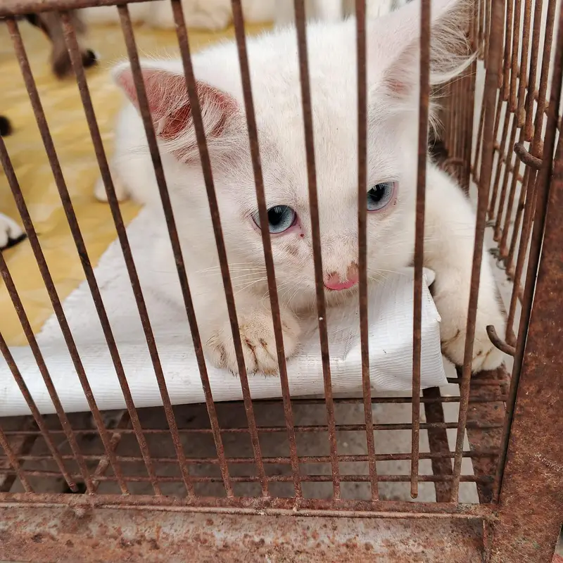 3 healthy persian kittens for sale — photo 7