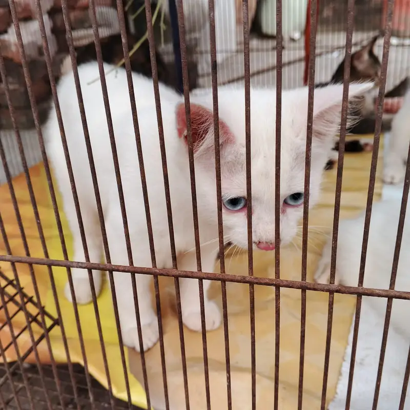 3 healthy persian kittens for sale — photo 8