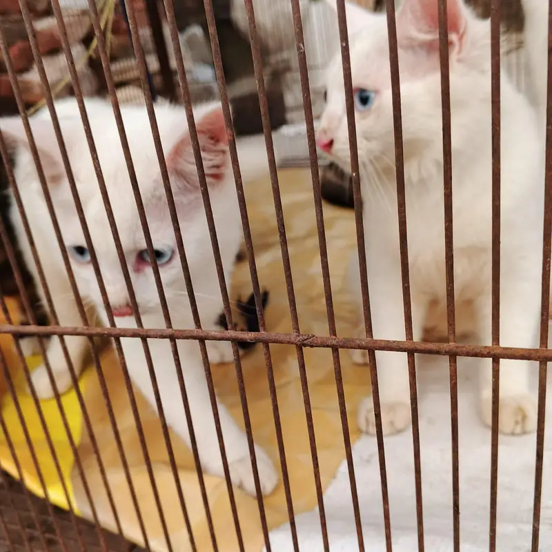 3 healthy persian kittens for sale — photo 9