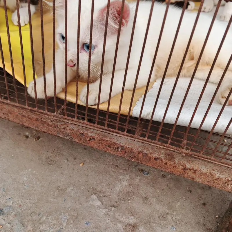 3 healthy persian kittens for sale — photo 10