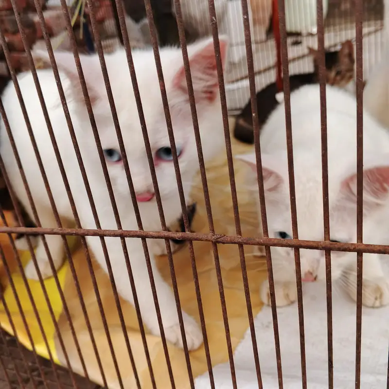 3 healthy persian kittens for sale — photo 11
