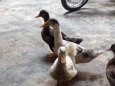 Beautiful Ducks