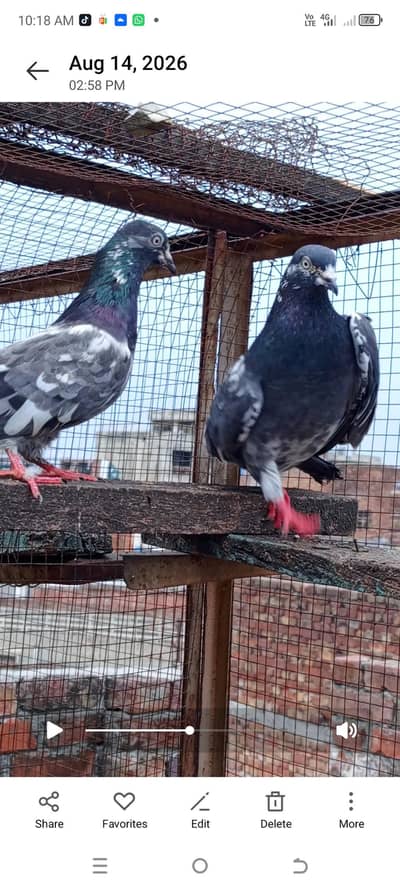 breedr yongh pairs cheenay taddy hino walay