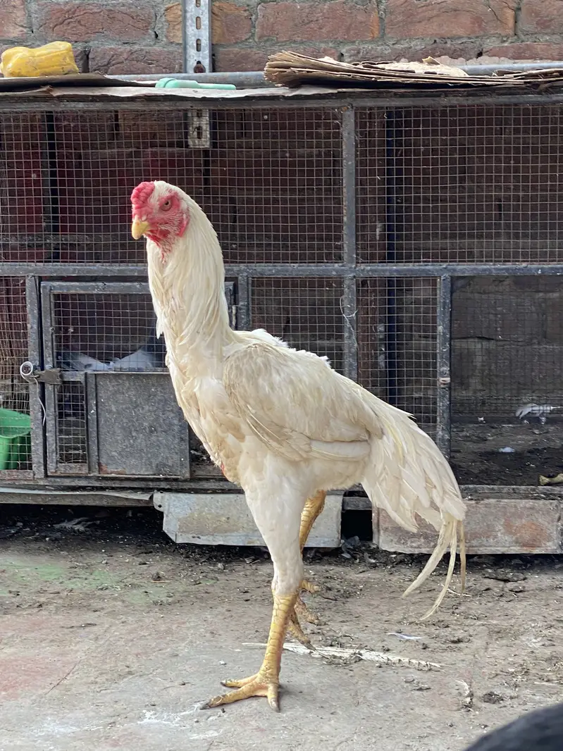 White shamo — photo 2