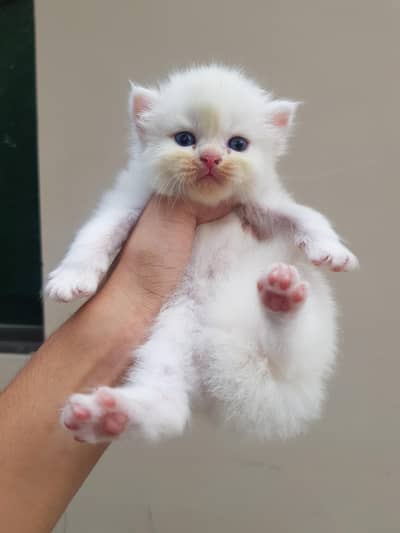Persian Kitten | punch Face | high quality | triple coated kittens
