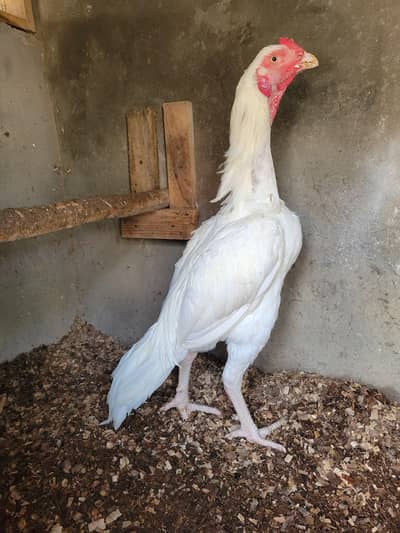 Pakistani Aseel Heera | Mianwali Aseel | Pure Aseel breeder _pathy