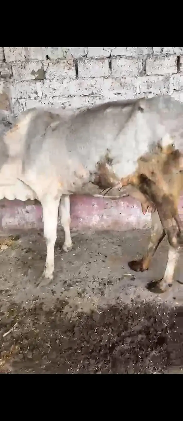2 janwaar — photo 2