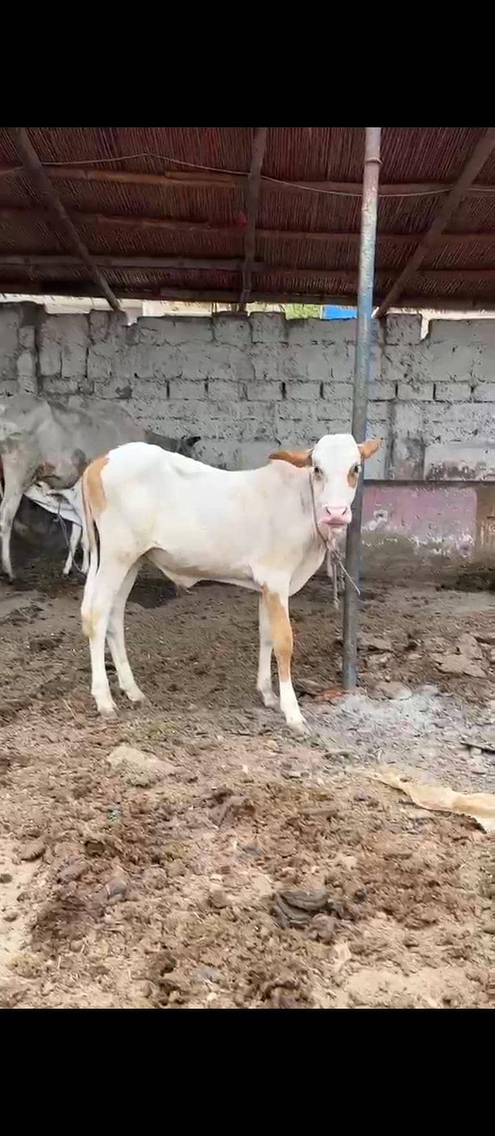 2 janwaar 2