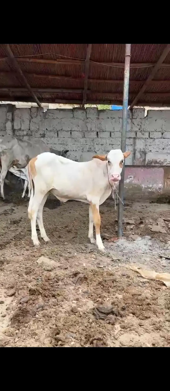 2 janwaar — photo 3